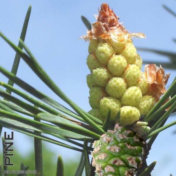 shop grafik foto bild bachblüte pine