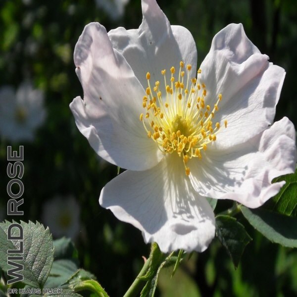 shop grafik foto bild bachblüte wild rose
